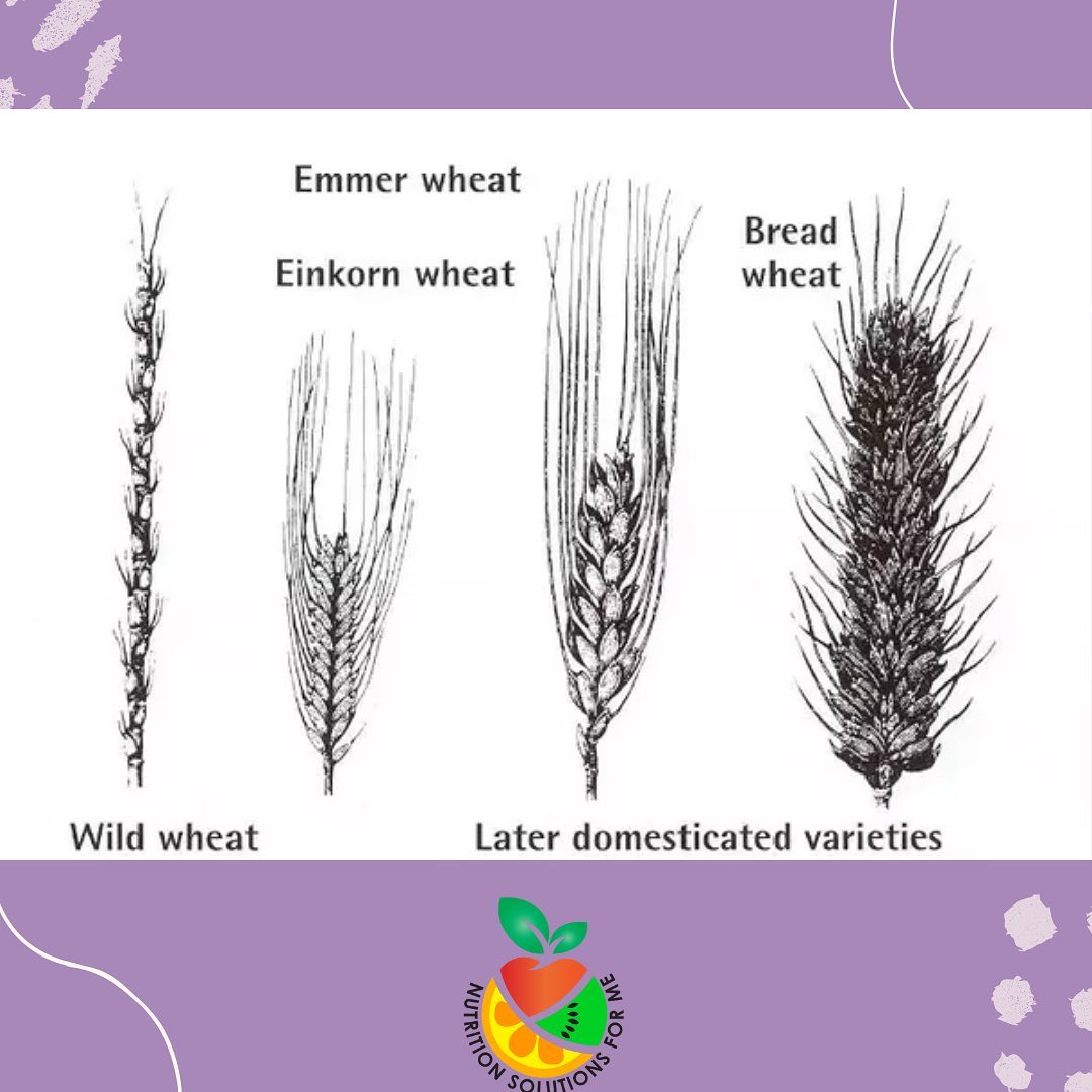 Nutrition Tips for Healthy Aging